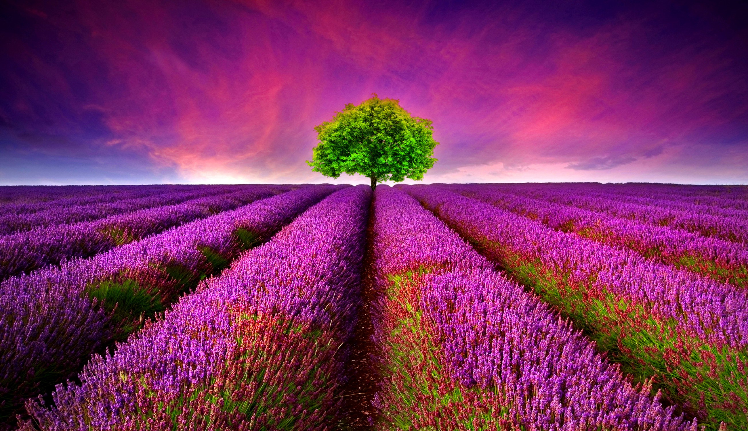 3d purple flower fields