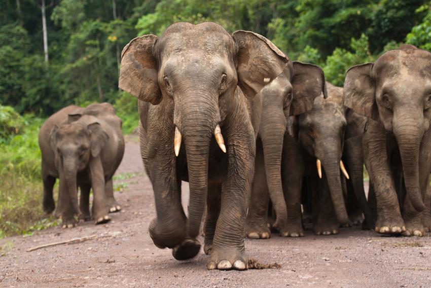 borneo elephants walking together