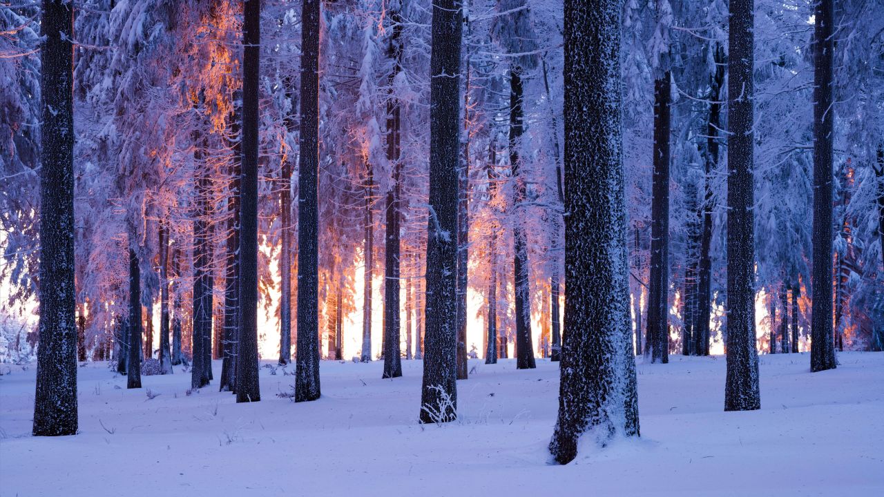 snowy forest in winter