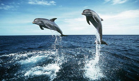 3d dolphins jump sea