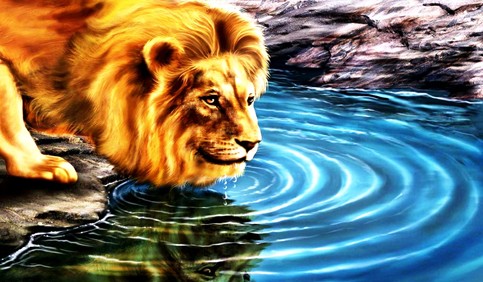 3d lion drinking water