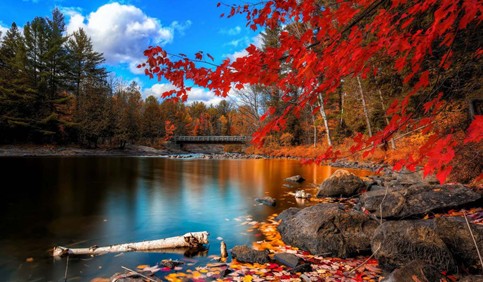 4k lake red autumn leaves