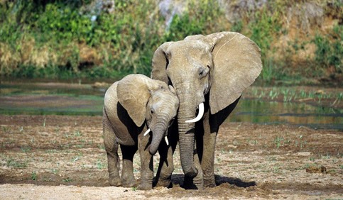 african jungle elephant crazy