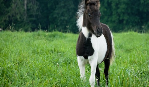 american miniature horse