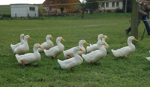 american pekin ducks