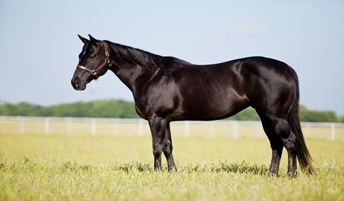 american quarter horse