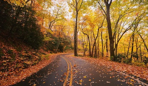 autumn leaves on a road