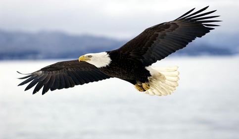 bald eagle flying