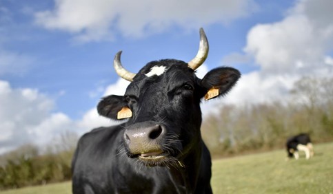 black cow closeup shot