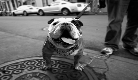 bulldog grayscale