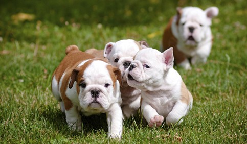 bulldog puppies playing together