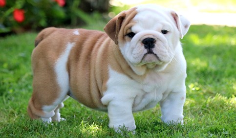 bulldog puppy