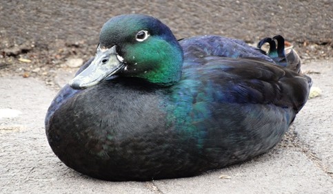 cayuga duck sitting on ground