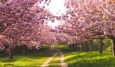 cherry blossom trees