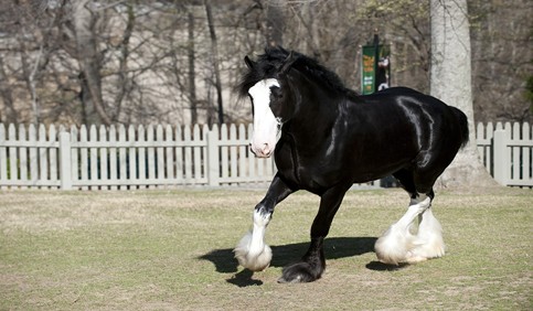 clydesdale horse