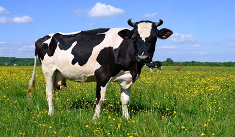 cow in pasture