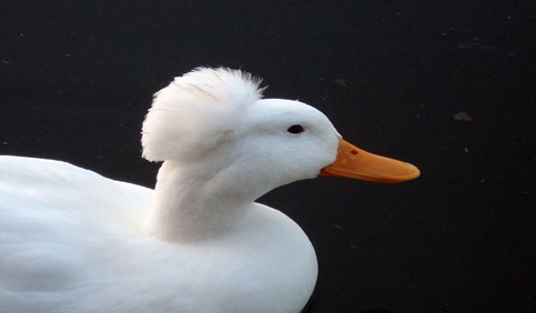 crested duck bread white closeup side view