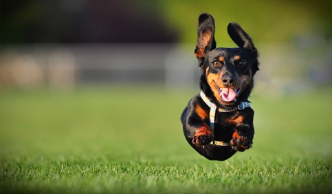 dachshund dog jumps on grass