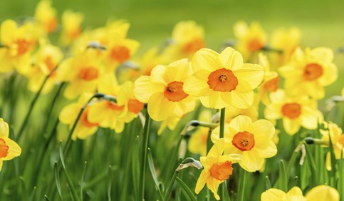 daffodil flower