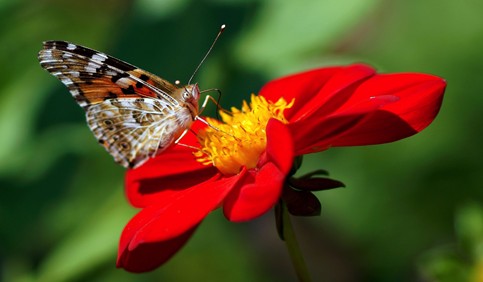 dahlia butterfly on red flower