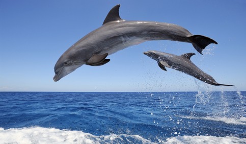 dolphins jumps over the sea