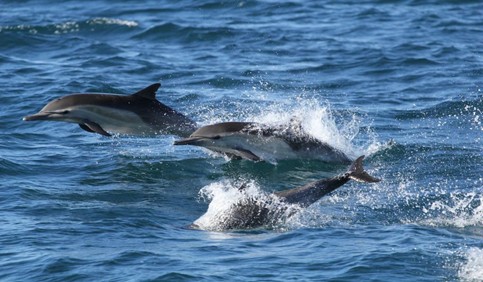 dolphins swims over the sea