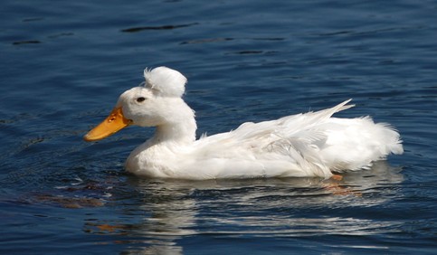 domestic crested duck