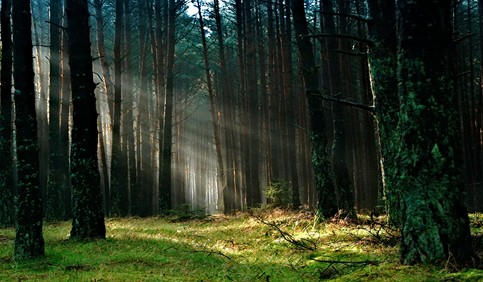 forest sun morning