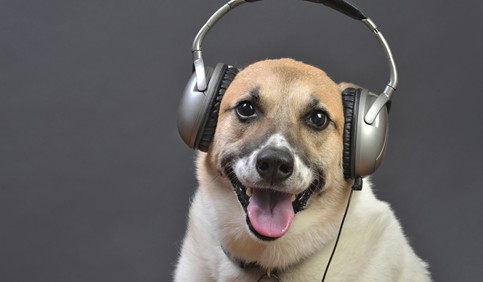 funny dog wearing headset