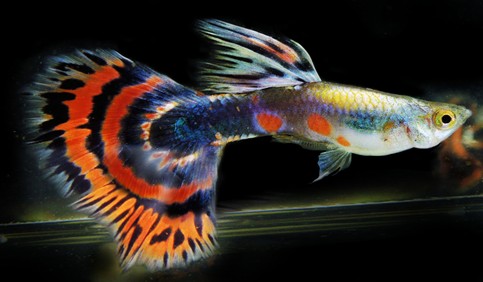 guppy platinum half moon dragon fish