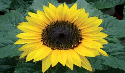 helianthus annuus choco sun flower