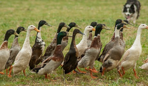 indian runner ducks