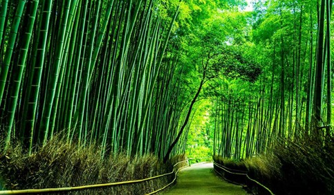 japan bamboo forest arashiyama