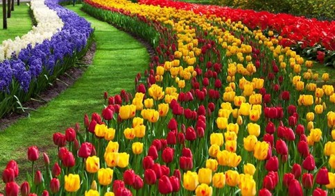 kashmir tulip garden