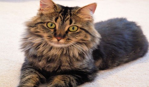 maine coon cat