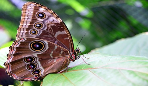 morpho peleides butterfly closeup