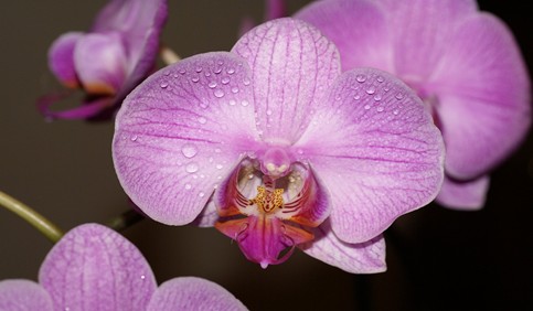 orchid macro flower