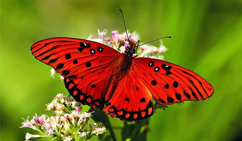 red butterfly black dotted