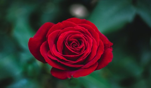 red rose flower