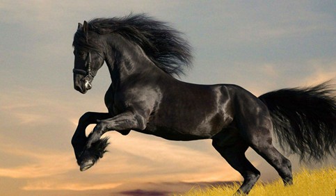 shire horse