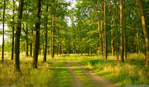 summer forest road