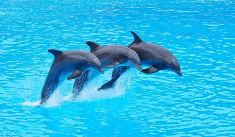 three dolphins jump from water