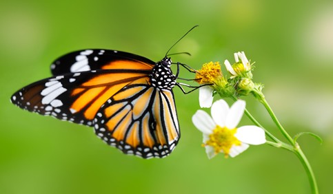 tiger butterfly closeup