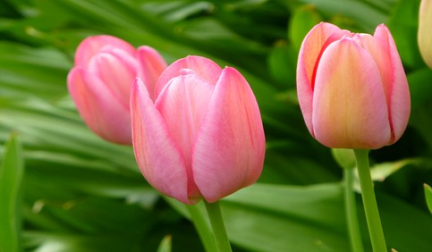 tulip pink flower